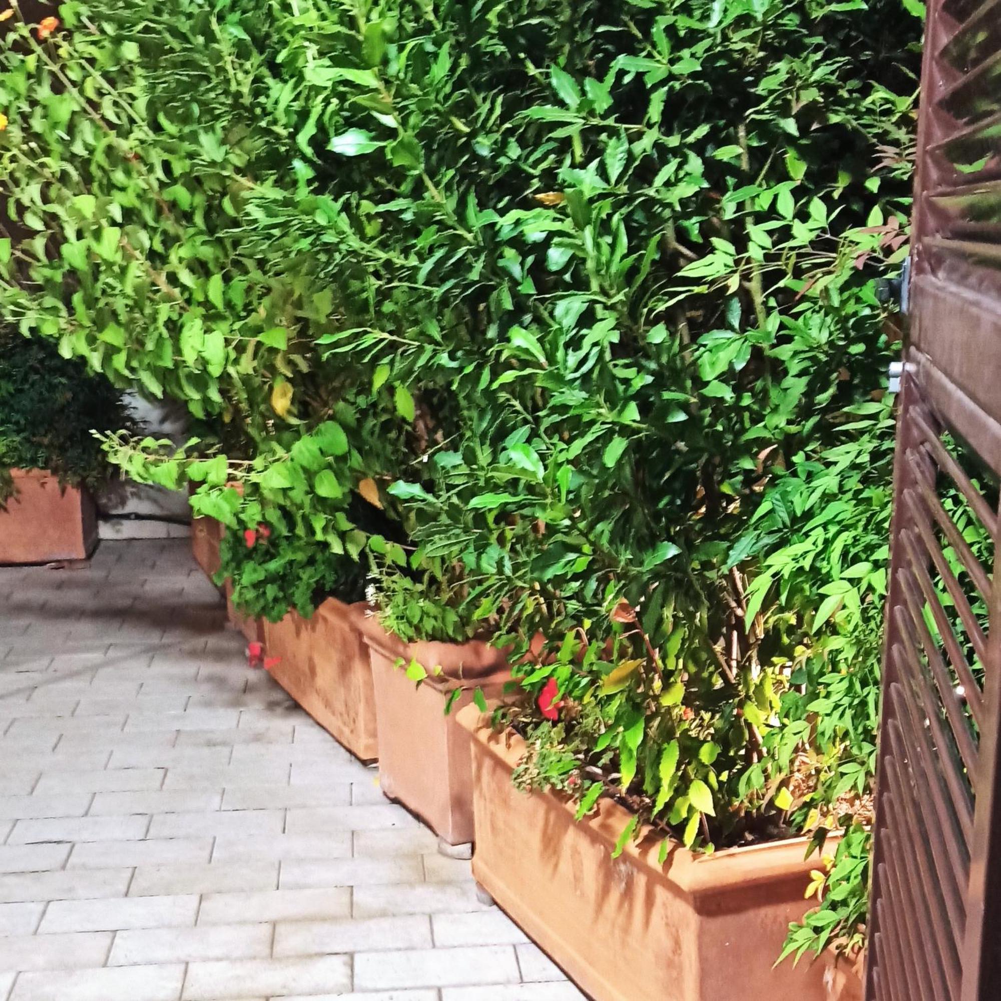 Living By Vatican With Panoramic Terraces In Ρώμη Εξωτερικό φωτογραφία